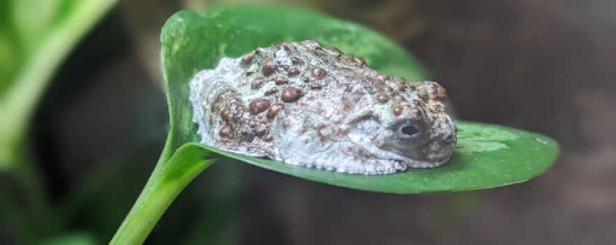 Snake Discovery: A Reptile Experience