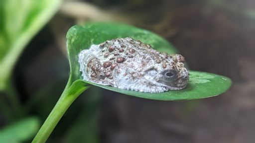 Snake Discovery: A Reptile Experience
