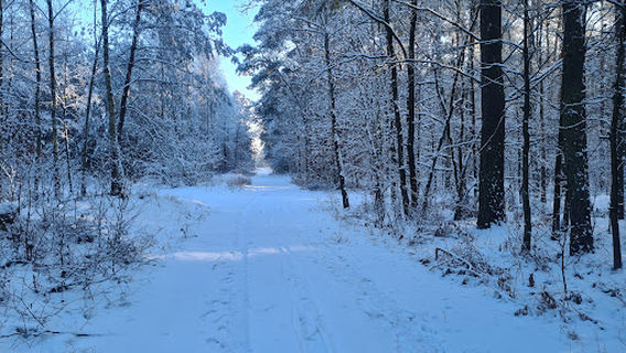 Regionalna Dyrekcja Lasów Państwowych w Pile