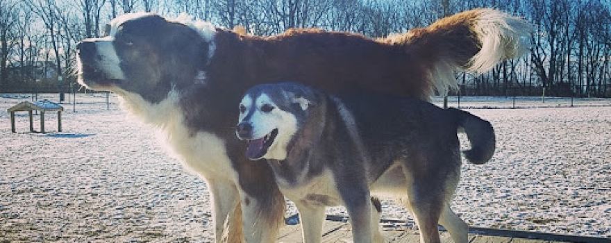 Allen Township Dog Park