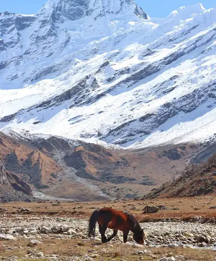 Api Base Camp(South),Darchula