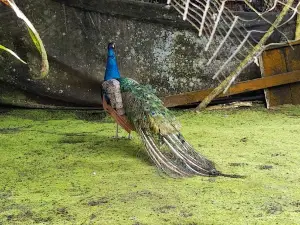 Parque Real de Aves Exoticas(aviario)