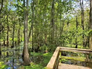 Joyce Wildlife Swampwalk
