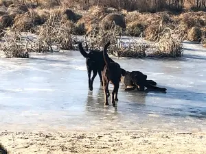 Deermound off-leash dog park