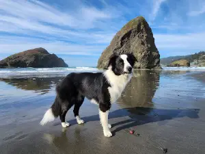 Meyers Creek Beach Viewpoint