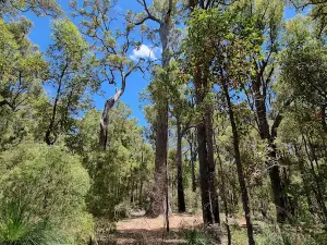King Jarrah