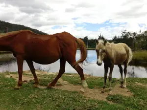 Etno turismo Misak