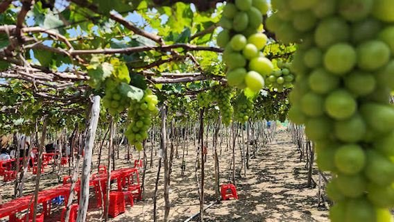 NHO THÁI AN_ HỢP TÁC XÃ THÁI AN