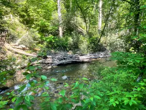 Moore Cove Falls Trail