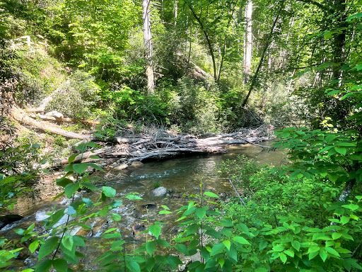 Moore Cove Falls Trail