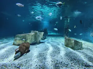 Theme Park Marine Aquarium GmbH