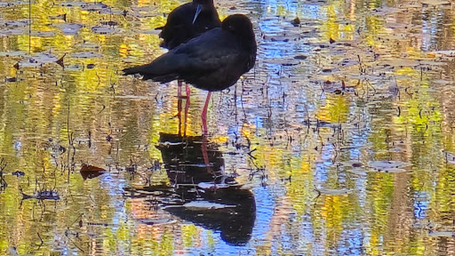 Lake Wardel Campsite