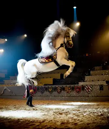 Hotels near Medieval Times Dinner & Tournament