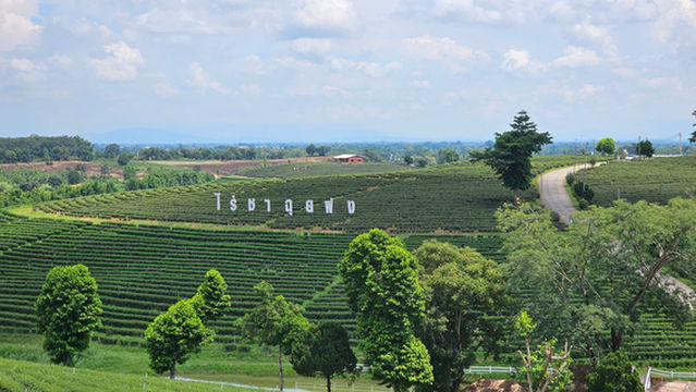 Choui Fong Tea Plantation