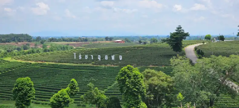 โรงแรมในอำเภอ แม่จัน