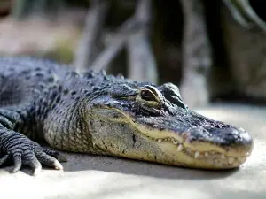 Tropicarium