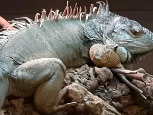 Crocodiles of the World