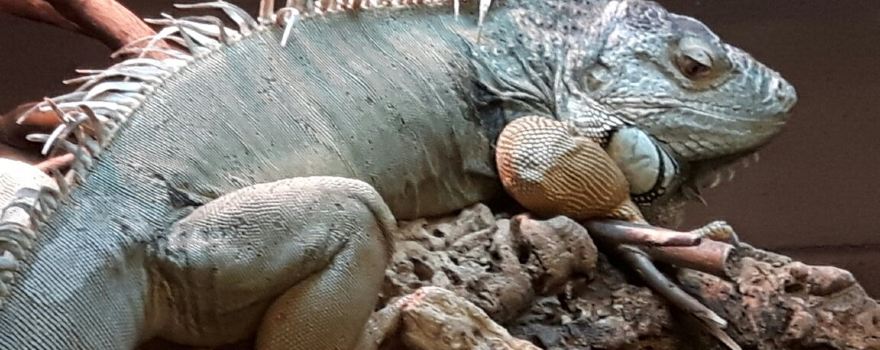 Crocodiles of the World
