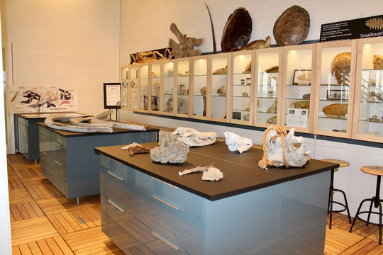 Tybee Island Marine Science Center