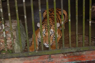 Yangon Zoo