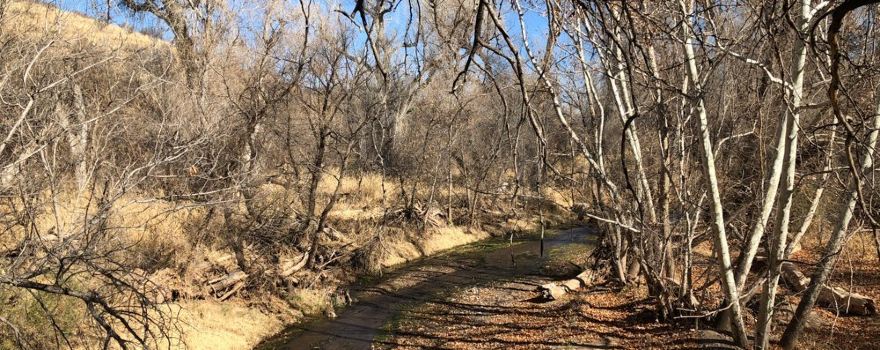 Patagonia-Sonoita Creek Preserve