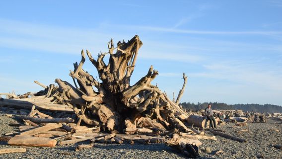 Rialto Beach