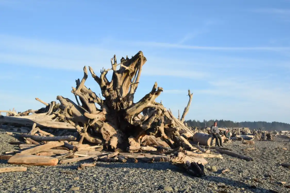 Hotels near Rialto Beach