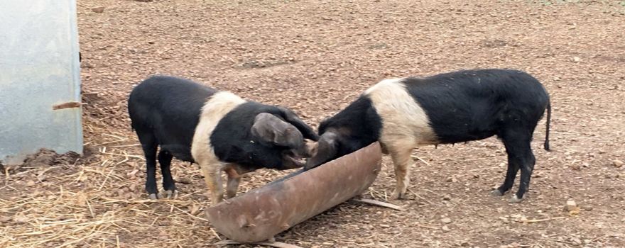 Will's Rare Breeds Farm