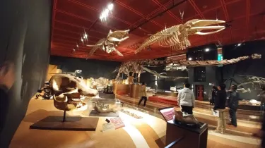 Iwaki City Coal & Fossil Museum (Horuru)