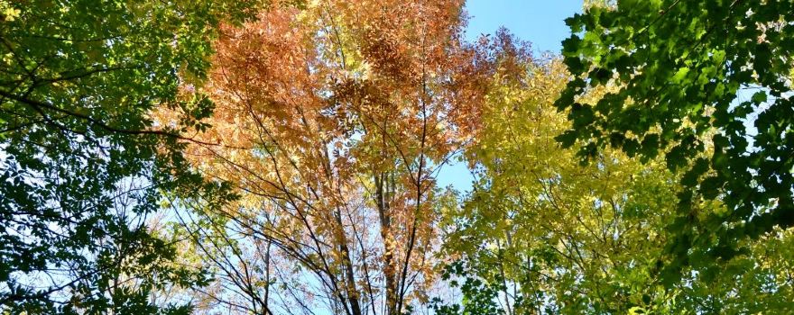Peter's Wood Provincial Nature Reserve Trail