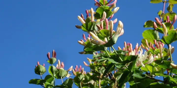 Jan Boomkamp Gardens