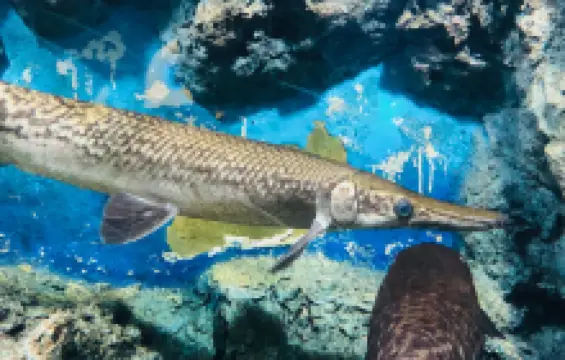 พิพิธภัณฑ์สัตว์น้ำจืด หนองญาติ