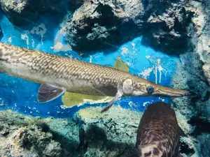 Maekong Underwater World