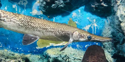 Mekong Underwater World