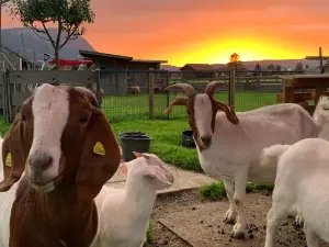 Burgberger Tierparadies mit Kafe Kult