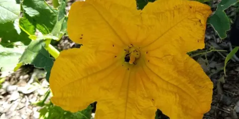 River's Run Community Garden