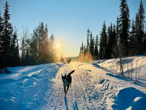 Lapland Sleddog Adventures