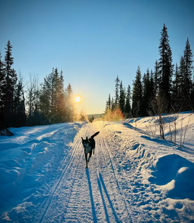 Jukkasjarvi