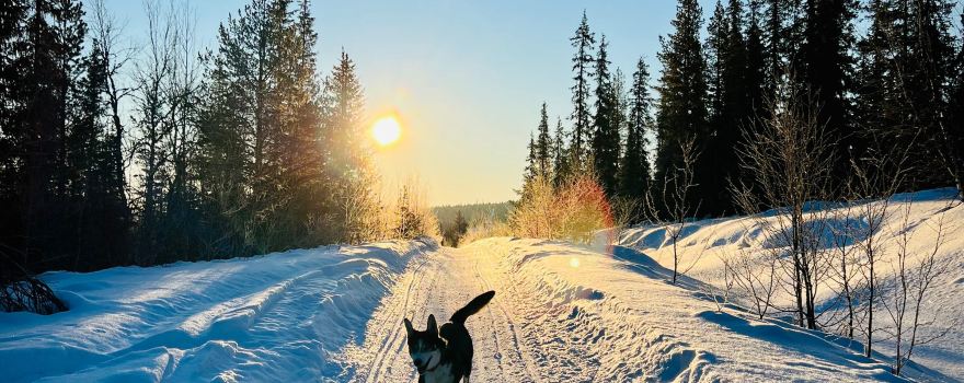 Lapland Sleddog Adventures