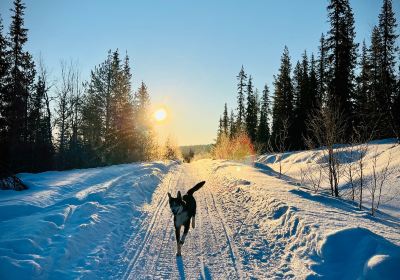 Lapland Sleddog Adventures