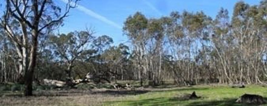 Moree Reserve