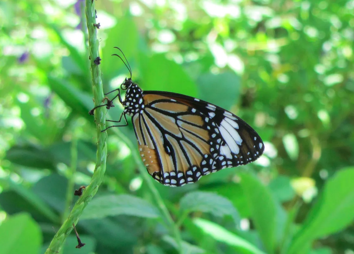 3_Butterfly Sanctuary