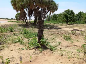 Royah Haggar Oum-hadjer Garden