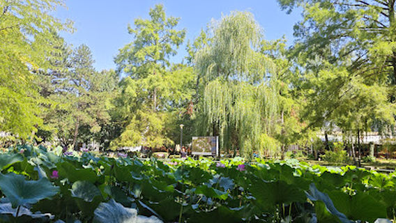 The water lilies pond