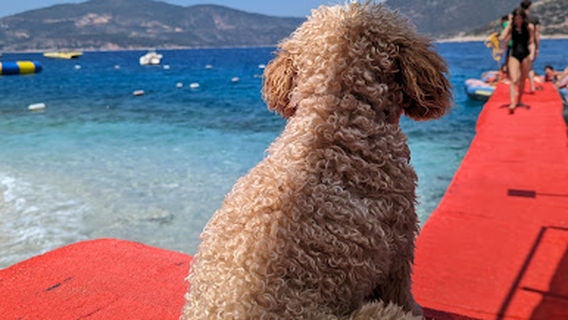 Kalkan