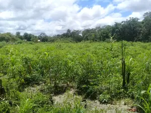 Reserva Extrativista Ipaú-Anilzinho. Vila Anilzinho Zona Rural do Município de Baião