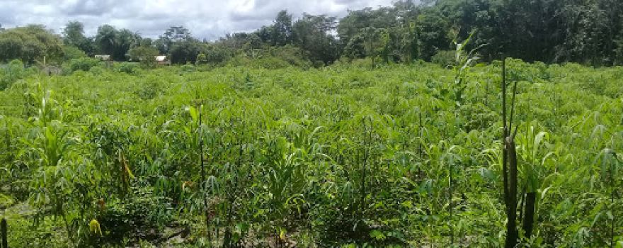 Reserva Extrativista Ipaú-Anilzinho. Vila Anilzinho Zona Rural do Município de Baião