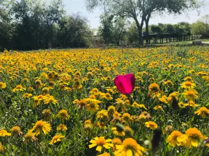 Escondido Creek Parkway