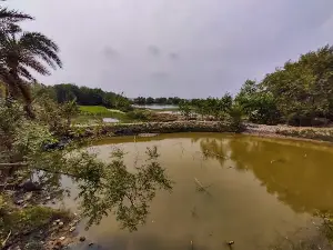 Taki Golpata Forest
