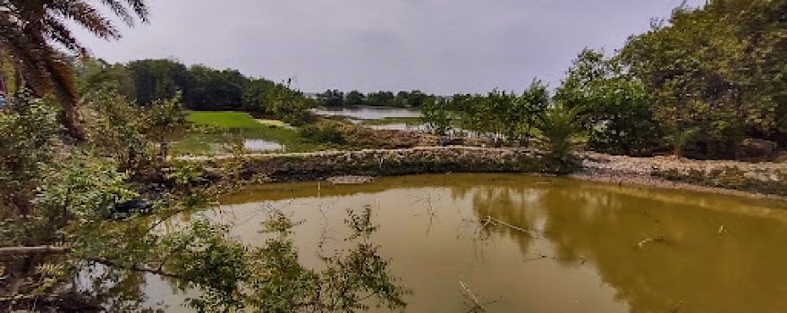 Taki Golpata Forest